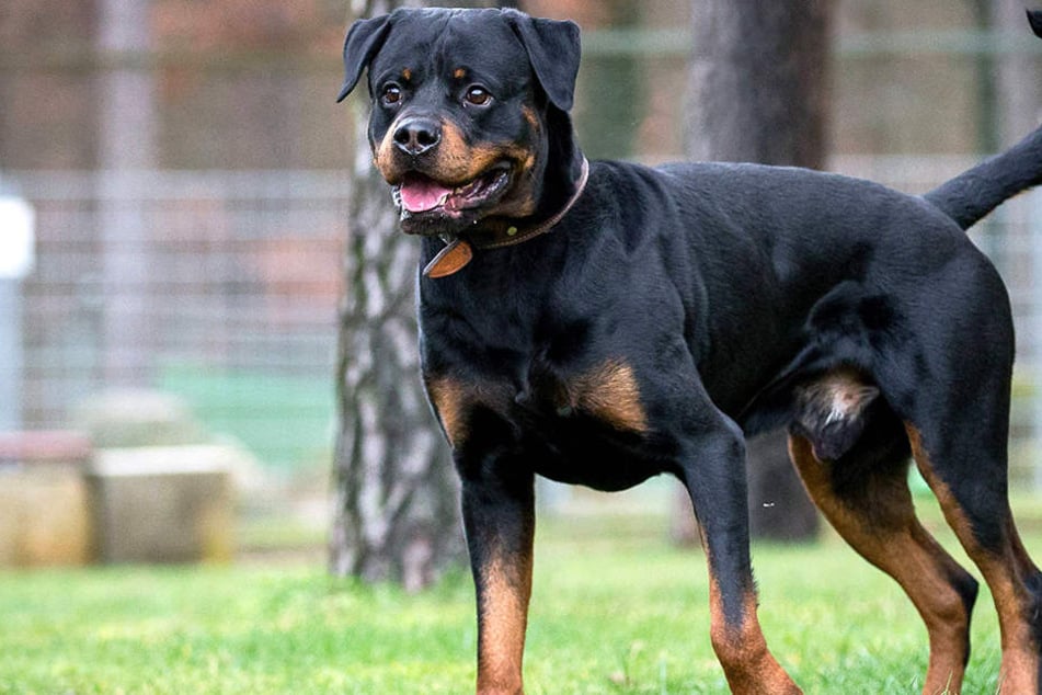 Ein Rottweiler fiel ein fünf Jahre altes Kind in Dortmund an.