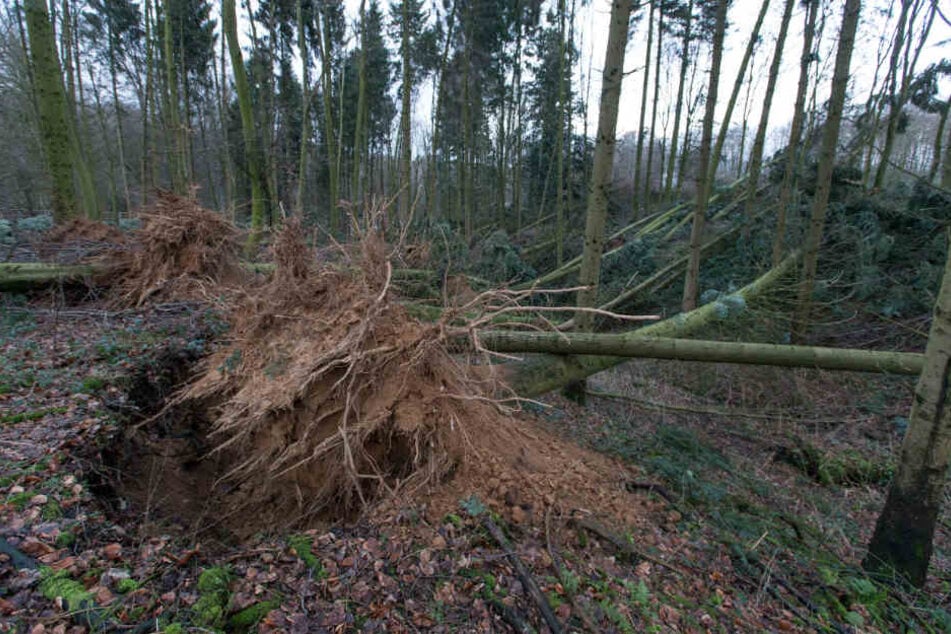 Umgeknickt Bäume lagen auch in einem Wald in Bielefeld.