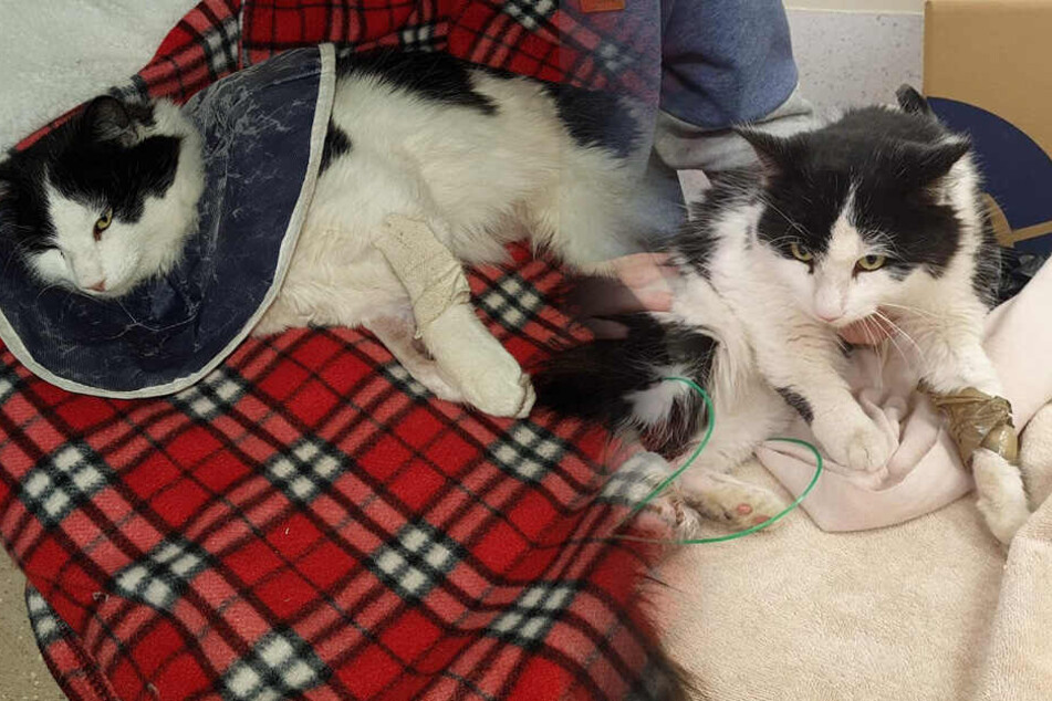 Kater Muffin wurde in einem grausamen Zustand gefunden.