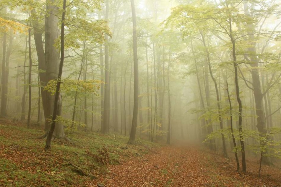Die mysteriösen Schreie kamen aus einem Wald. (Symbolbild)