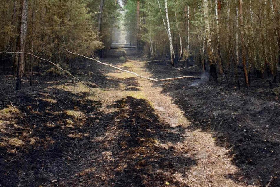 Der Waldbrand in der Lieberoser Heide ist immer noch nicht unter Kontrolle gebracht.