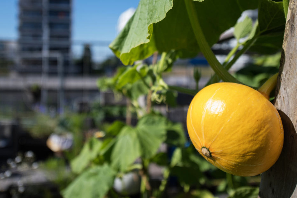 Urban Gardening: Ein Kürbis reift in der Stadt.