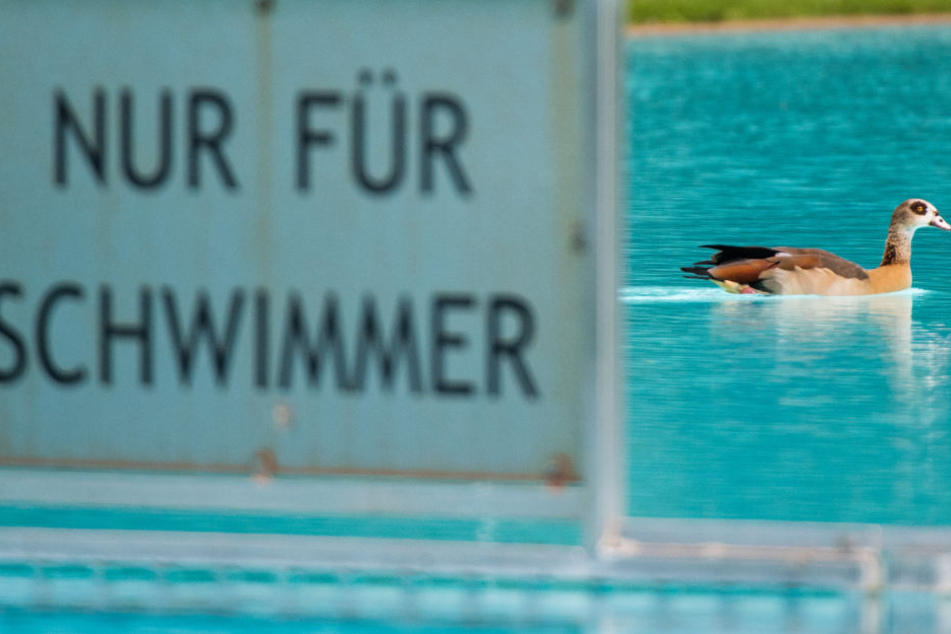 Nilgänse fühlen sich im Frankfurter Brentanobad sichtlich wohl.
