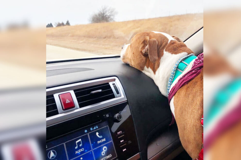 Hund Zeus wurde mit verschiedenen Autos zurückgebracht.