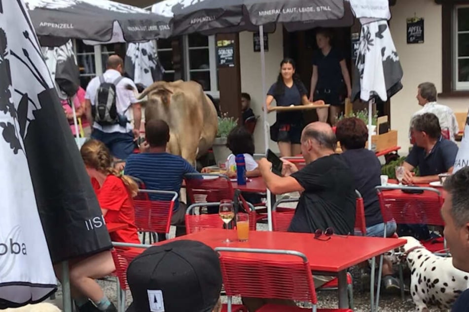 Die Kuh zwischen den Tischen des Restaurants: Ob das Tier auch bedient wurde, ist nicht bekannt.