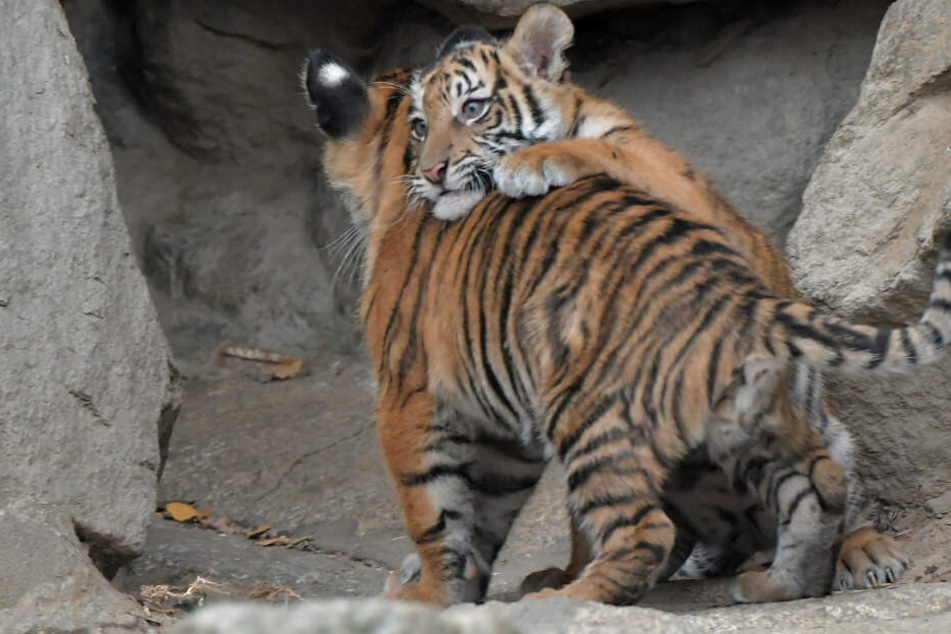 Bei einem der Tiger-Vierlingen läuft es nicht rund.