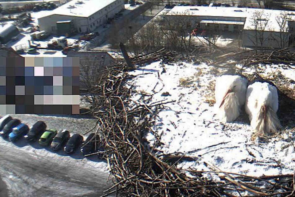 Die beiden Störche kuscheln bei den eher eisigen Temperaturen in luftiger Höhe.
