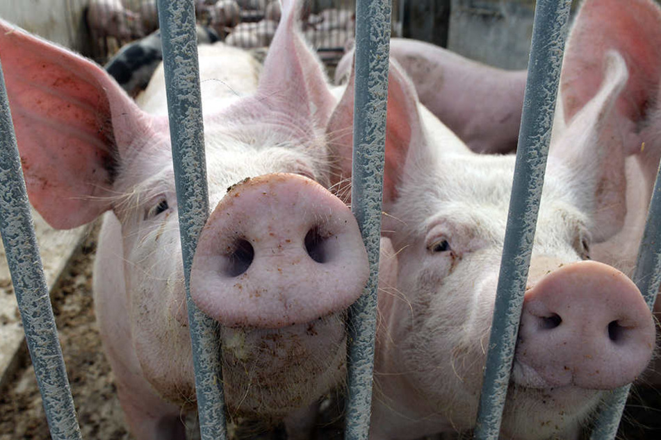 Bei einem Blitzeinschlag in Marienmüster wurden 1000 Schweine getötet.