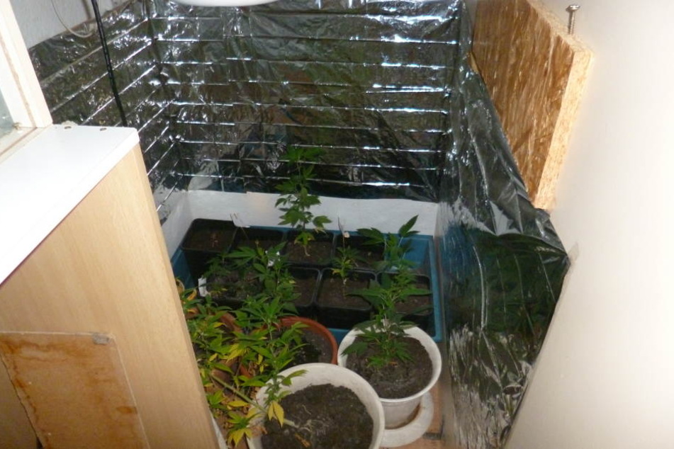 Die Plantage, die die Beamten fanden.