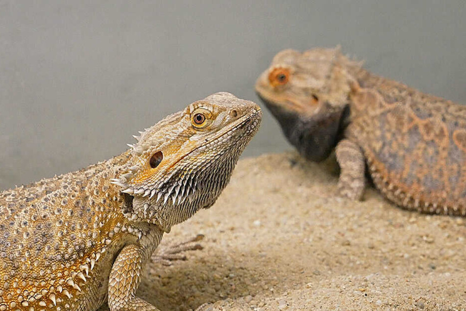 Schuppiger Kerl mit rauer Vergangenheit: Callboy Waldi soll möglichst schnell im Zoo eine Echsendame beglücken.
