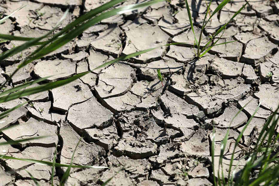Auf dem Teilstück eines Ackers, das lange Zeit unter Wasser stand und jetzt ausgetrocknet ist, haben sich im Mai 2018 Risse gebildet.