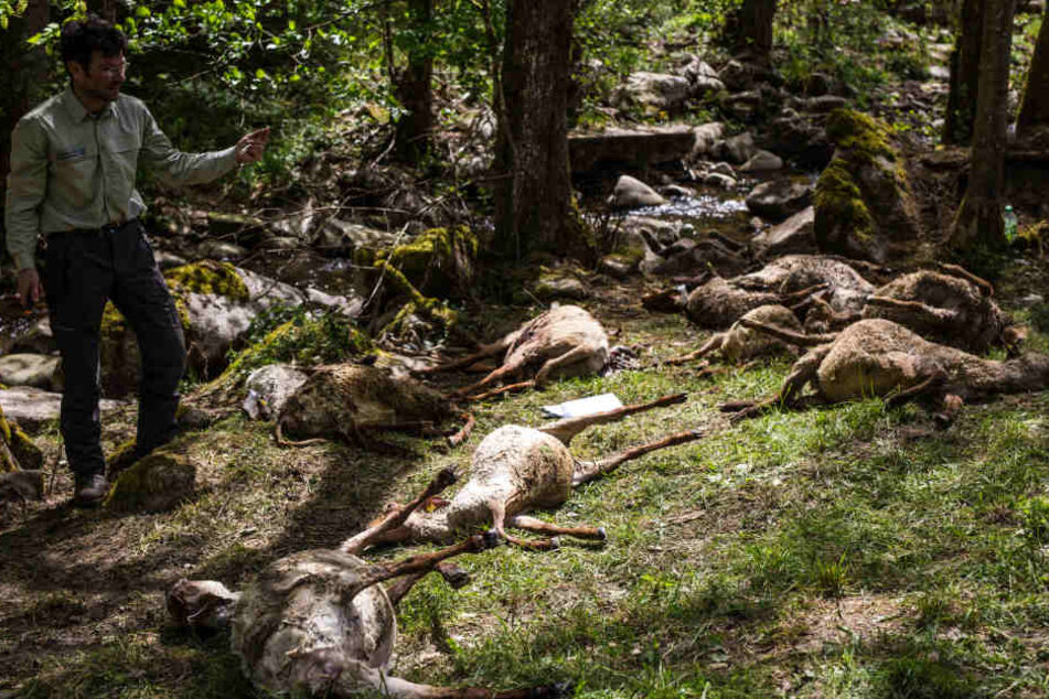 Die meisten Tiere soll der Wolf gerissen haben. Andere mussten schwerverletzt getötet werden oder ertranken im nahen Bach.