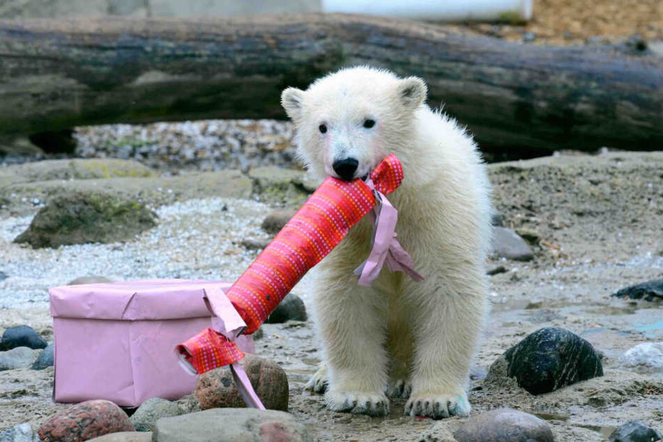 Im Berliner Tierpark könnten auch die Eisbären bald Nachwuchs erwarten