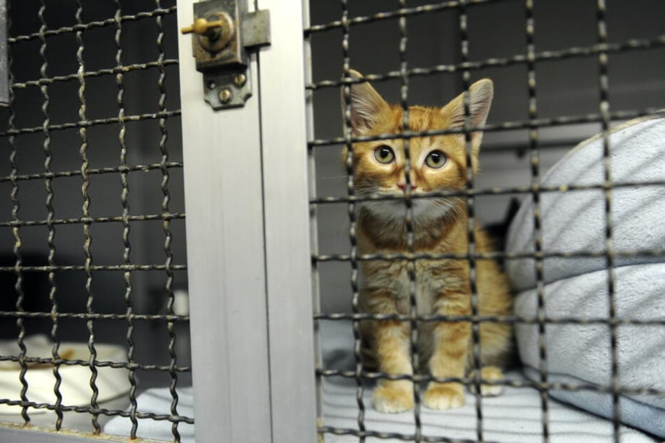 Auch wenn man kein Tier bei sich zuhause aufnehmen kann, kann man die Tiere besuchen und sich im Heim mit ihnen ehrenamtlich beschäftigen.