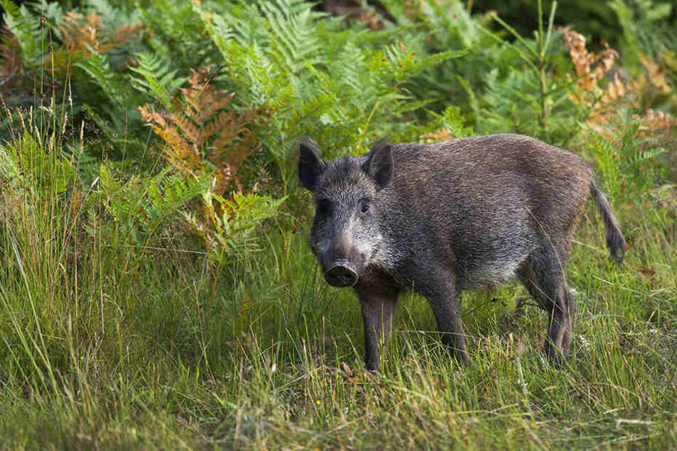 Ein Wildschwein wurde erschossen. (Symbolbild)