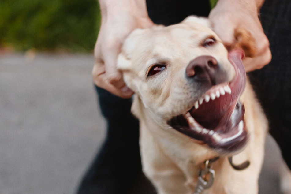Blutige Attacke in Leipzig Hund beißt Mädchen ins Gesicht TAG24