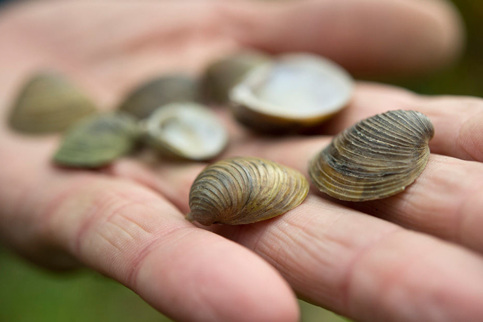 Muscheln und Korallen sind beliebte Mitbringsel aus dem Urlaub (Symbolbild).
