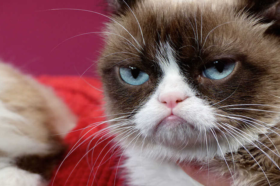 Tardar Sauce, besser bekannt als "Grumpy Cat" ist wohl die berühmteste Katze der Welt.