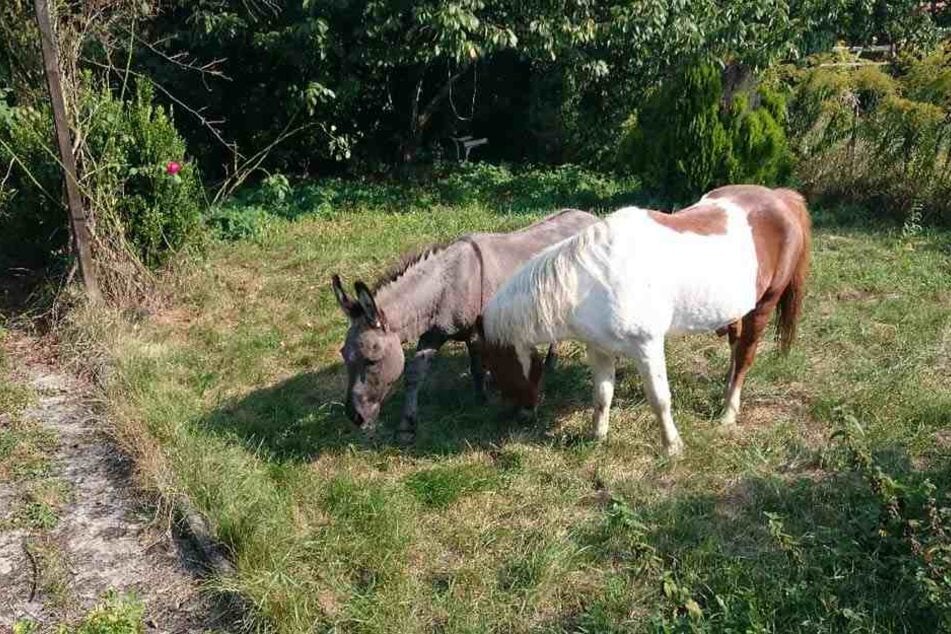 Ein Esel und ein Pferd haben sich in Kassel auf eine abenteuerliche Reise gemacht.