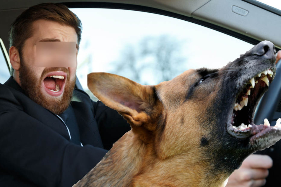 Zunächst fielen lediglich Worte, doch dann forderte der Fußgänger seinen Schäferhund zum Angriff auf. (Symbolbild)