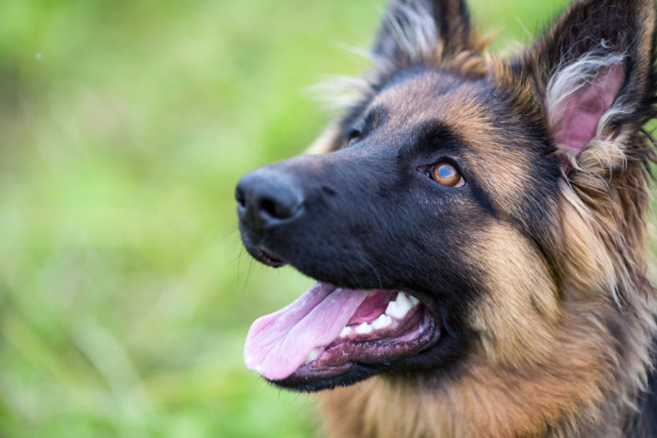 Der 63-Jährige erschoss während seines Dauerfeuers einen Polizeihund (Symbolfoto).