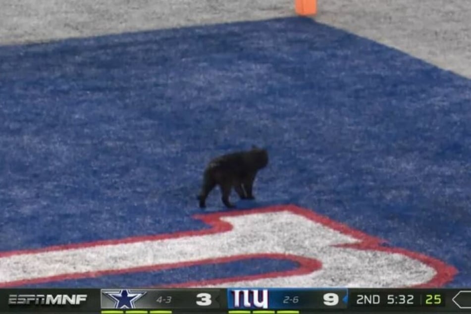 TOUCHDOWN! Die schwarze Katze schaffte es bis in die Endzone.