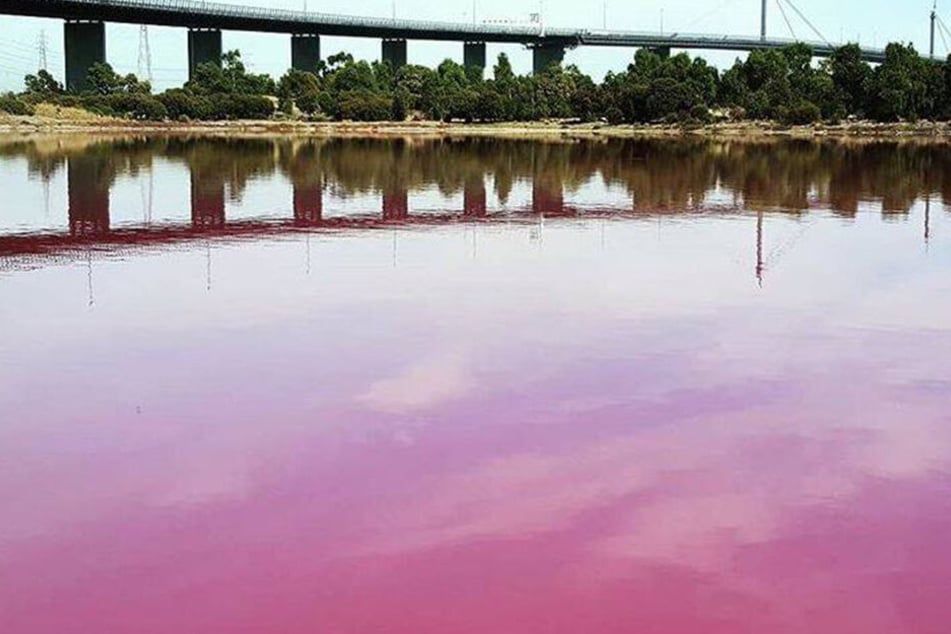Der See im Westgate Park hat sich pink gefärbt.