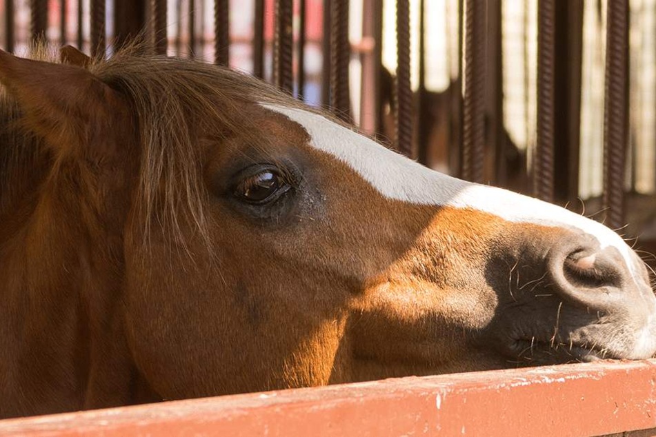 Das Pferd hat sich im Wesen sehr verändert (Symbolbild).