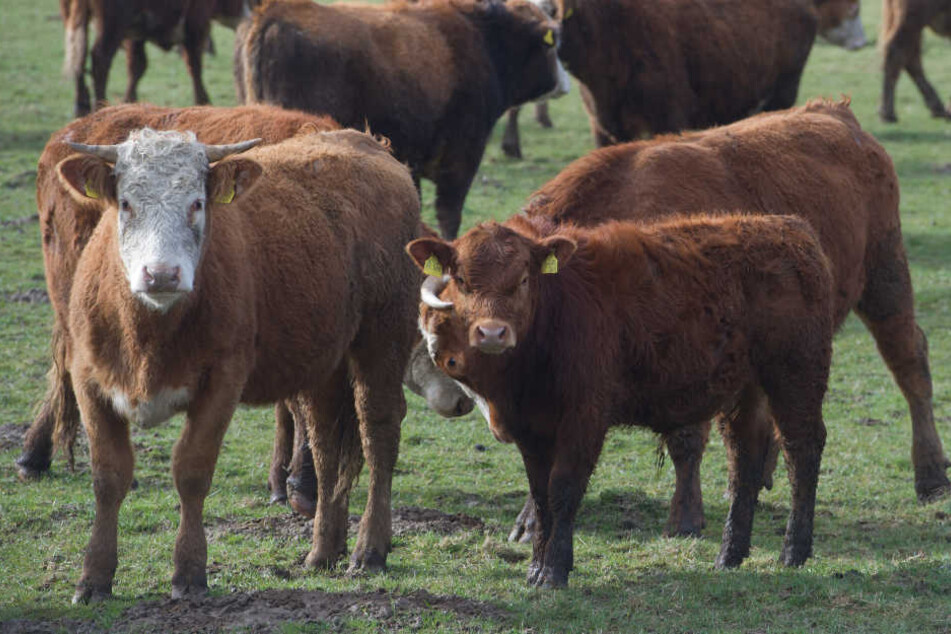 Sechs Tiere starben, zwei wurden verletzt. (Symbolbild)