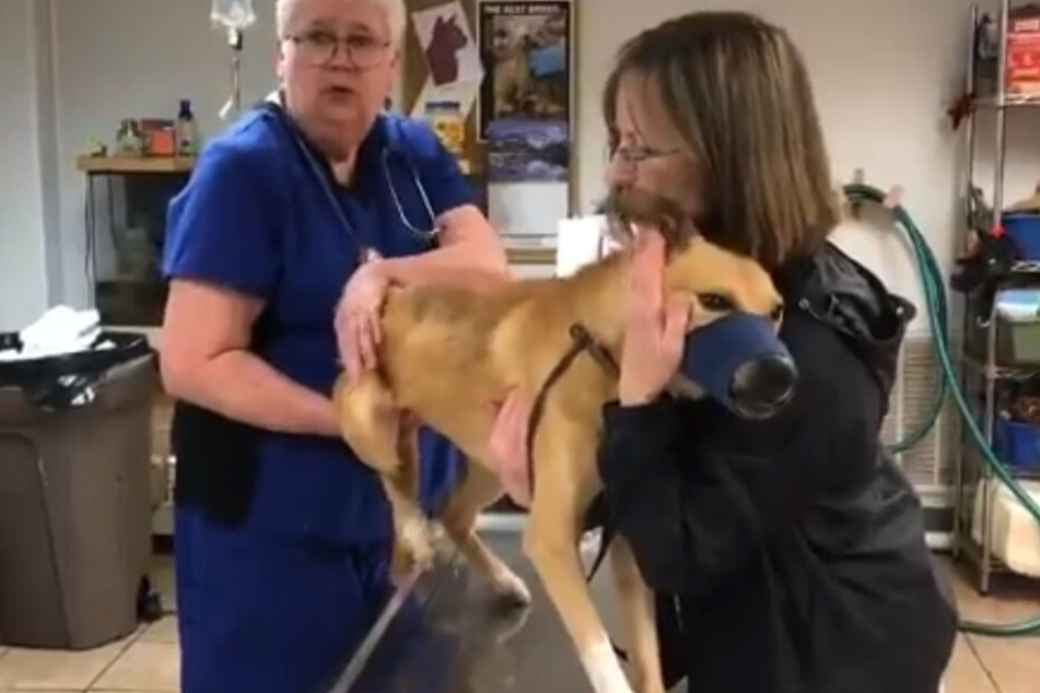 Tierärzte kümmern sich jetzt um die völlig ausgehungerten Hunde.
