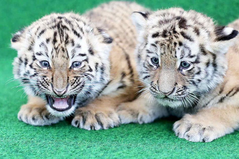 Ob auch die kleinen Tigerzwillinge etwas zum Kindertag bekommen?