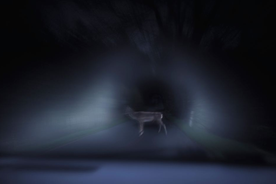 Der Unfallfahrer wollte einem Reh ausweichen. (Symbolbild)