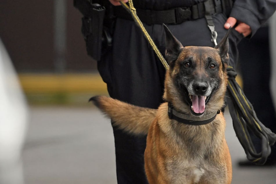 Ein Polizeihund biss den Einbrecher. (Symbolbild)