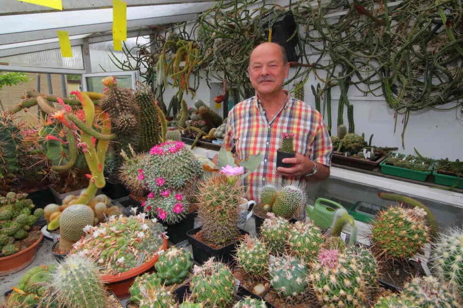 Werner Gräfe (68) hat ein Händchen für stachlige Pflanzen. Gut 3000 Kakteen hat der Hobbyzüchter daheim.