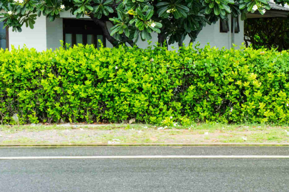 Der Rentner stürzte an einer Straße in Quedlinburg (Sachsen-Anhalt) in eine Hecke und wurde von einem Ast aufgespießt. (Symbolbild)