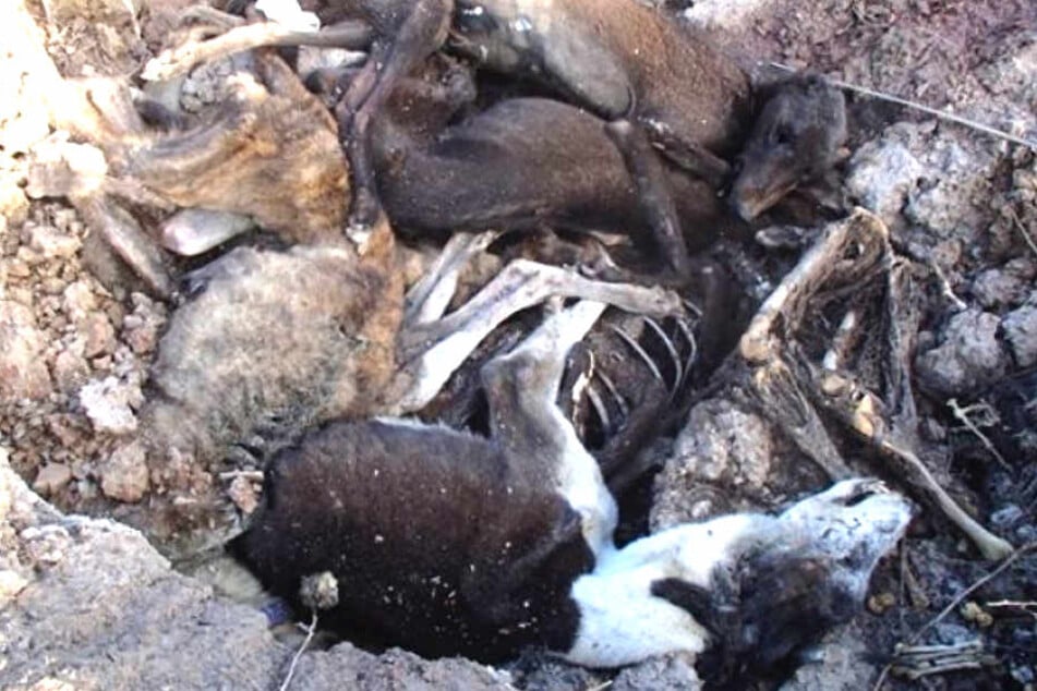 Tierquälerei: Der Züchter muss sich für diese grausamen Zustände verantworten!