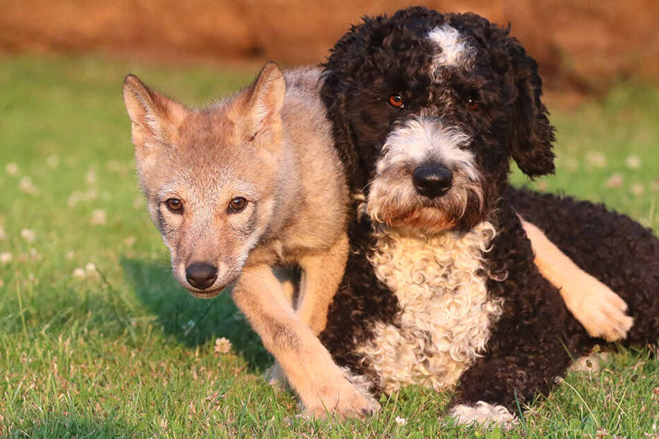 Ziemlich beste Freundinnen. Die kleine sächsische Wölfin mit ihrer Hundepatin.
