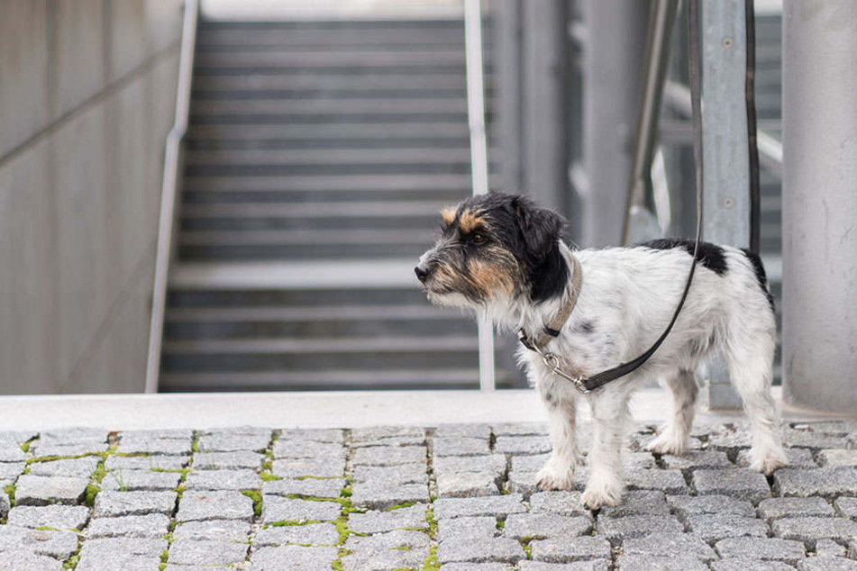 Hund wird 50 Meter vor dem Tierheim ausgesetzt und stirbt TAG24