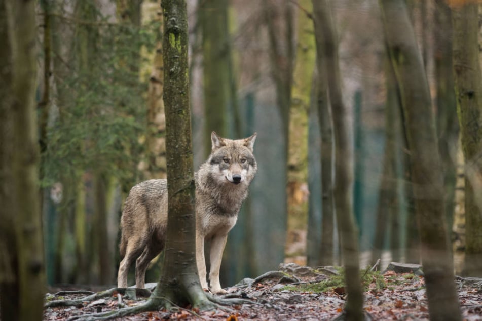 Ein zweiter Wolf auf Wanderschaft ist durch NRW gezogen. (Symbolbild)