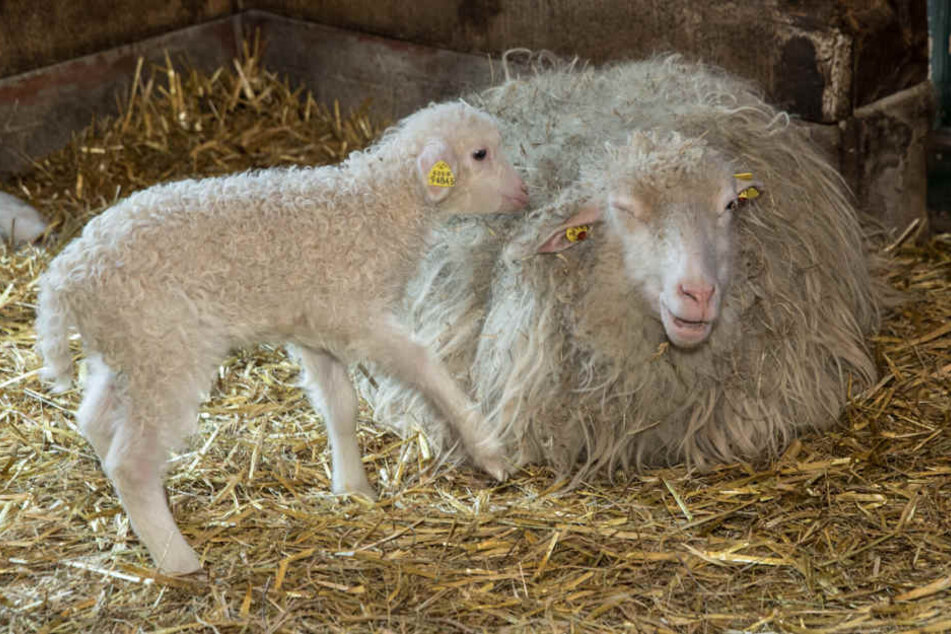 Die kleine Mohrschnucke ist knapp zwei Wochen alt.