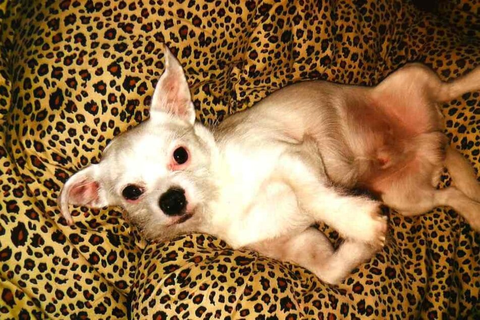 Chihuahua-Rüde Odin wurde am 21. September 2017 vermutlich Opfer einer Tierquäler-Attacke. Nur durch eine Not-OP konnte sein Leben gerettet werden.
