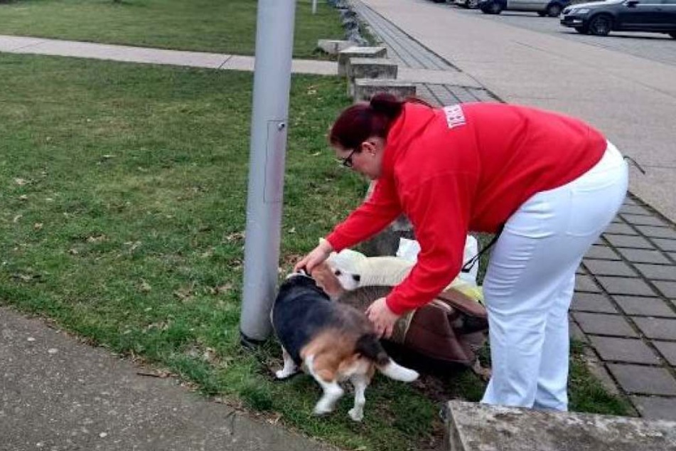 Eine Tierheim-Mitarbeiterin kümmert sich um die kranke Beagle-Hündin.
