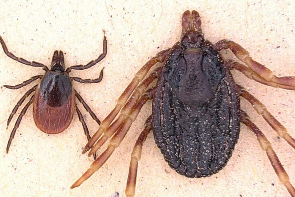 Der Geimeine Holzbock (links), wie wir ihn in Deutschland kennen. Daneben ein Exemplar der Art Hyalomma marginatum.