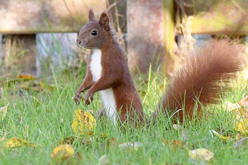 Ihre "emotionale Unterstützung", ein tierische Begleiter mit buschigem Schwanz, durfte nicht mit.