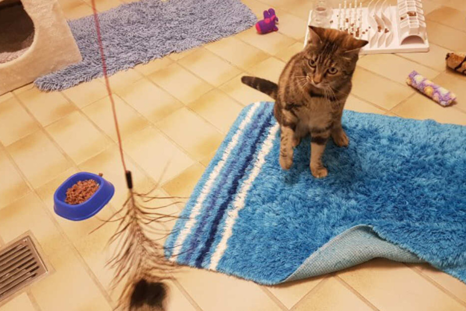 Karen liebt es mit Federspielzeug zu spielen.