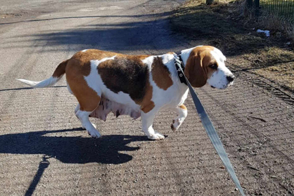 Der Tierschutzverein über den ausgesetzten Beagle: "Sie ist eine zauberhafte Hündin, die jetzt positiv in die Zukunft blicken kann."
