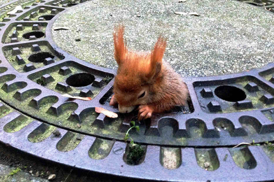 In München ist ein Eichhörnchen in einem Gullydeckel stecken geblieben.