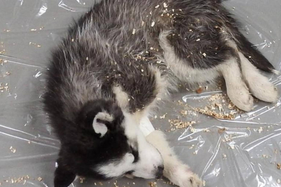 Der Welpe wurde einfach mit illegalem Müll abgeladen: Jetzt ist das Hundebaby tot.
