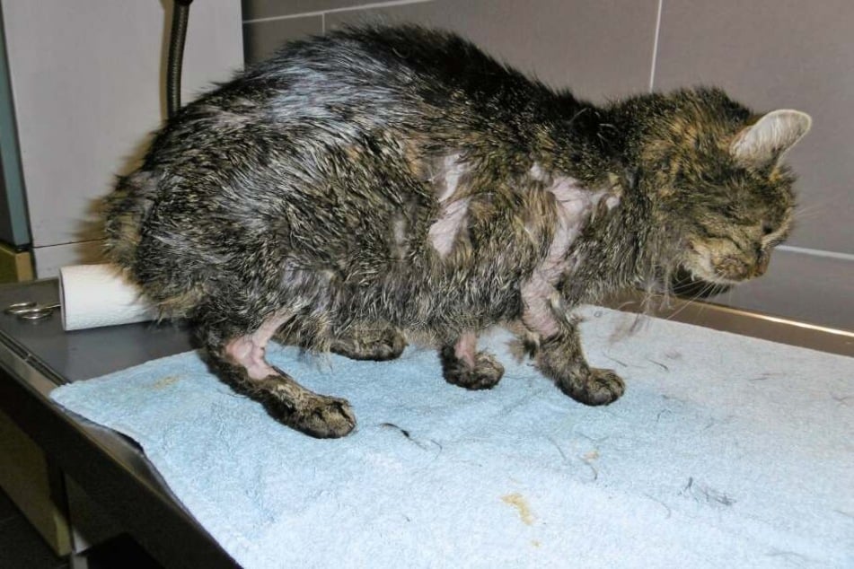 Das Fell und die Haut der Katzen löste sich ab.