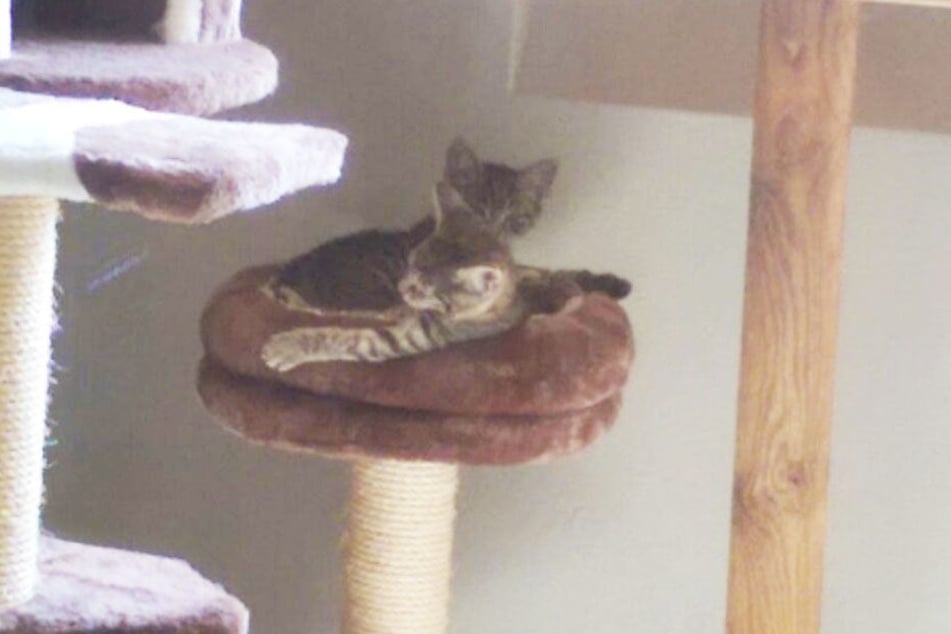 Im Zimmer extra für Katzenbabys warten unter anderem diese zwei Kätzchen auf ein neues Zuhause.